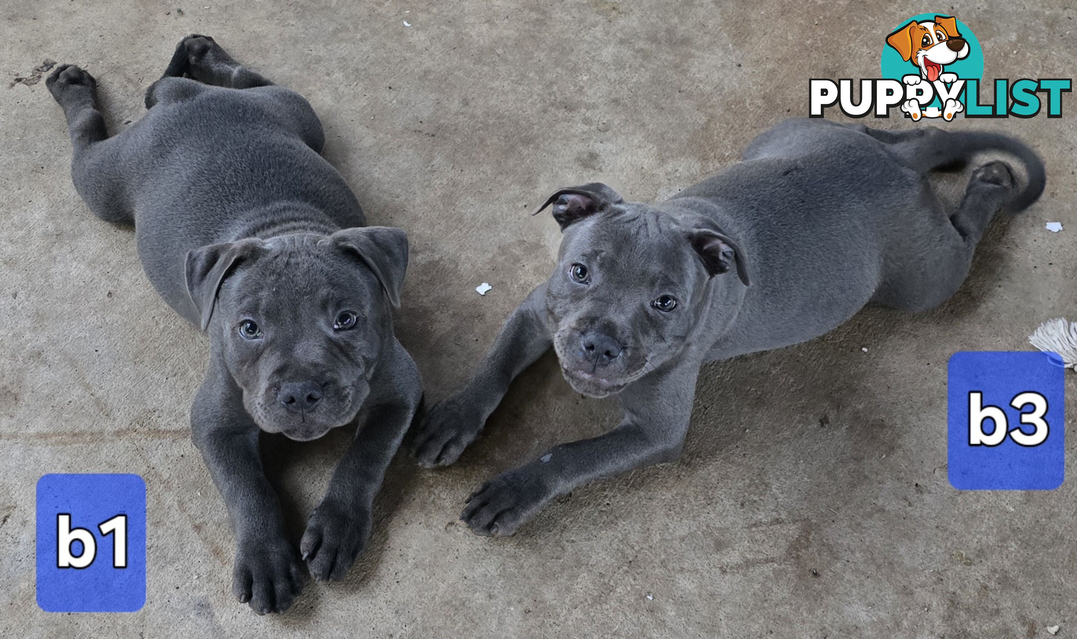 PURE BLUE STAFFODSHIRE TERRIER PUPPIES