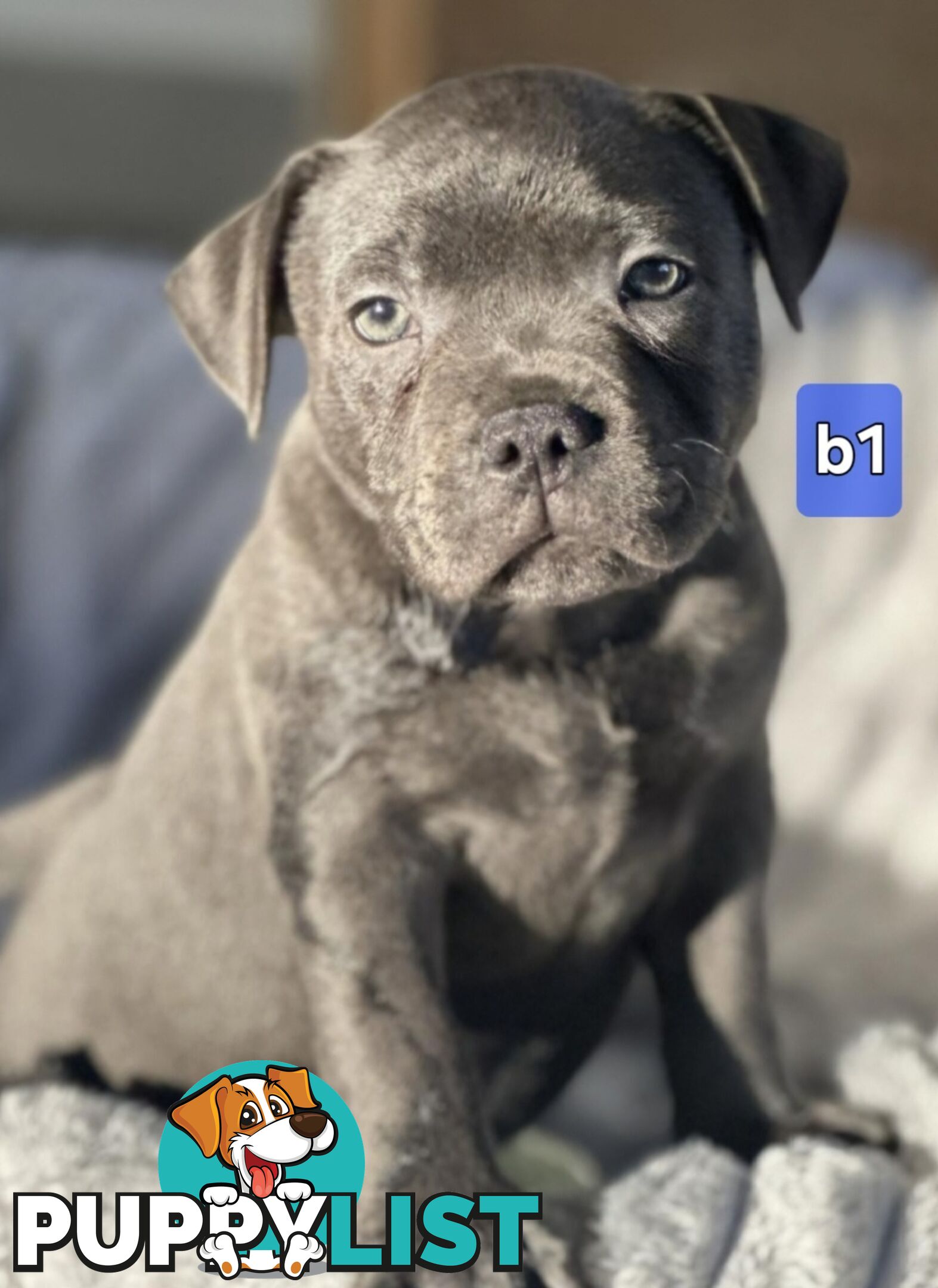 PURE BLUE STAFFODSHIRE TERRIER PUPPIES