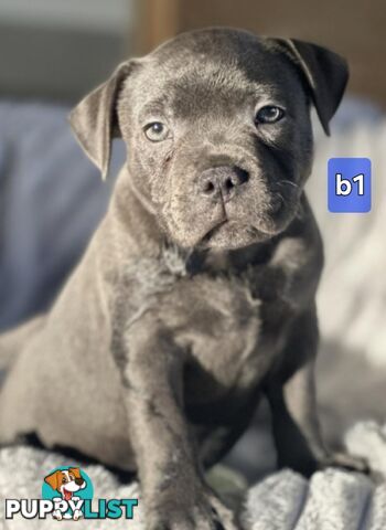 PURE BLUE STAFFODSHIRE TERRIER PUPPIES