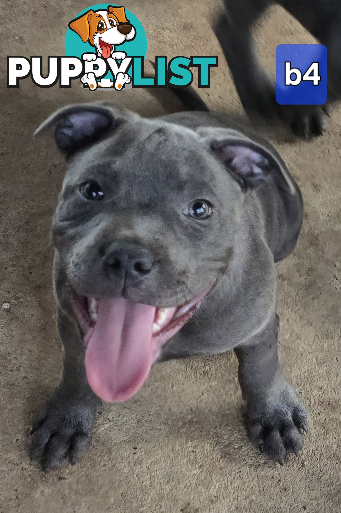 PURE BLUE STAFFODSHIRE TERRIER PUPPIES