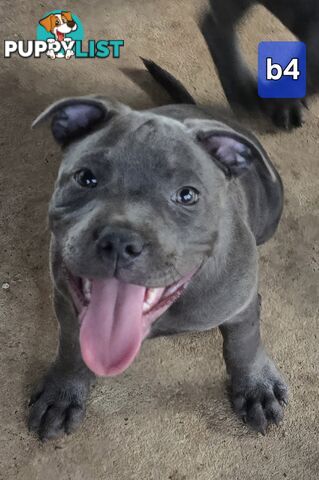 PURE BLUE STAFFODSHIRE TERRIER PUPPIES