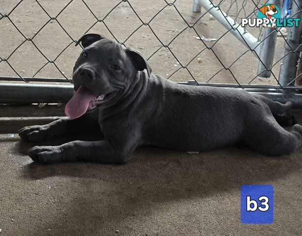 PURE BLUE STAFFODSHIRE TERRIER PUPPIES