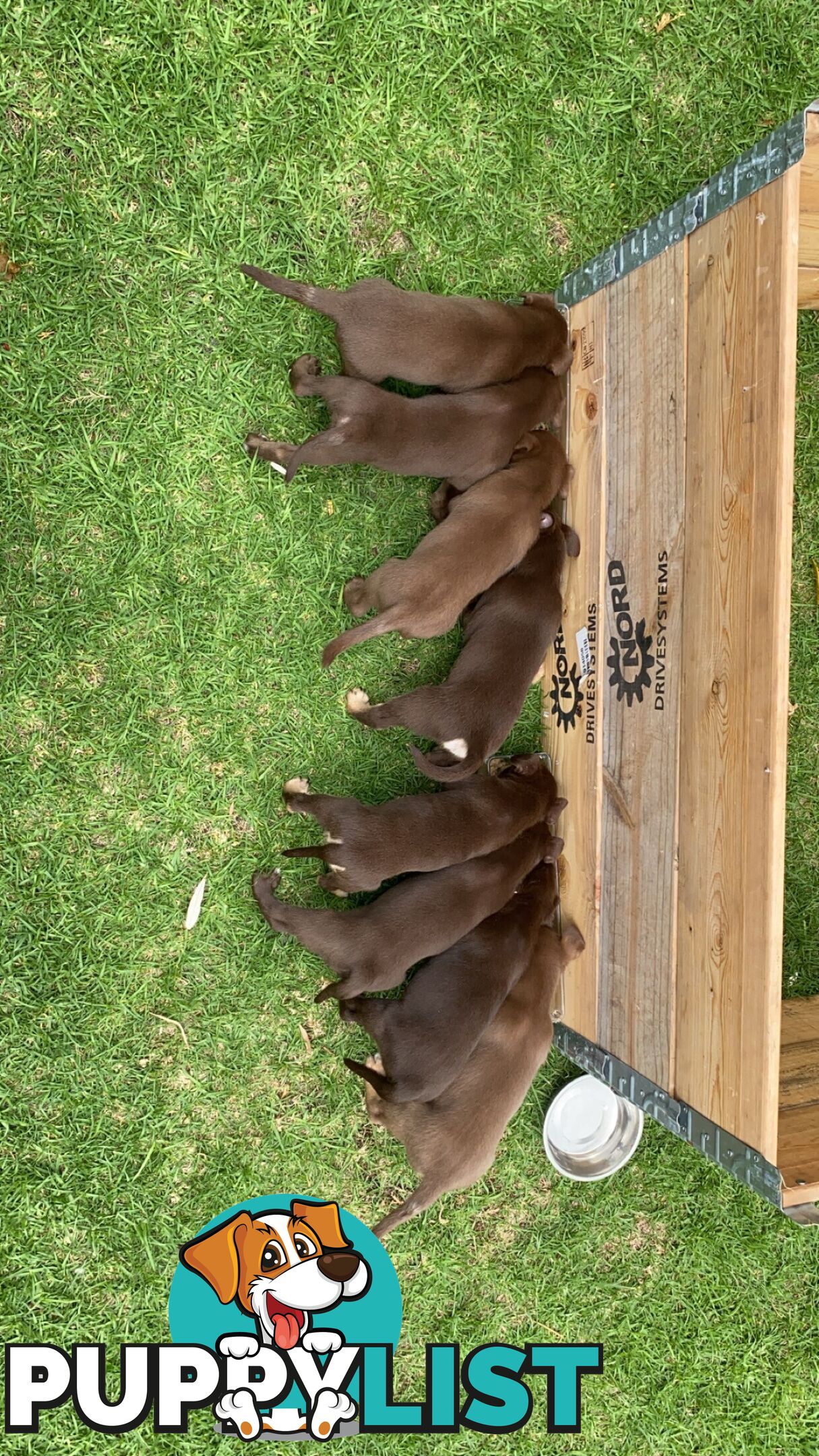 💙🐶 Blue Red Fawn Brown Kelpie Puppies 🐶💙