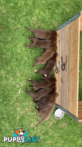 💙🐶 Blue Red Fawn Brown Kelpie Puppies 🐶💙