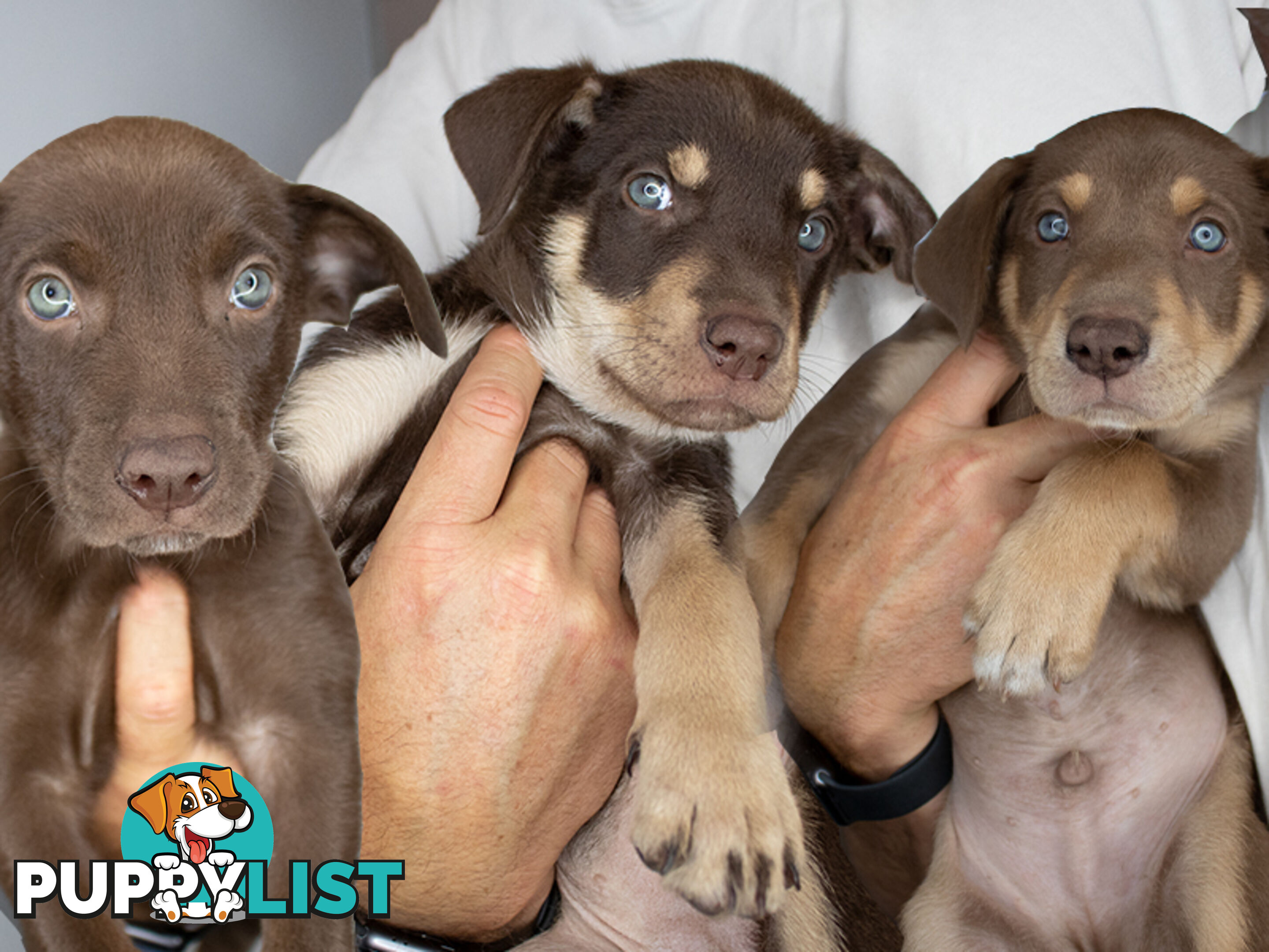 💙🐶 Blue Red Fawn Brown Kelpie Puppies 🐶💙