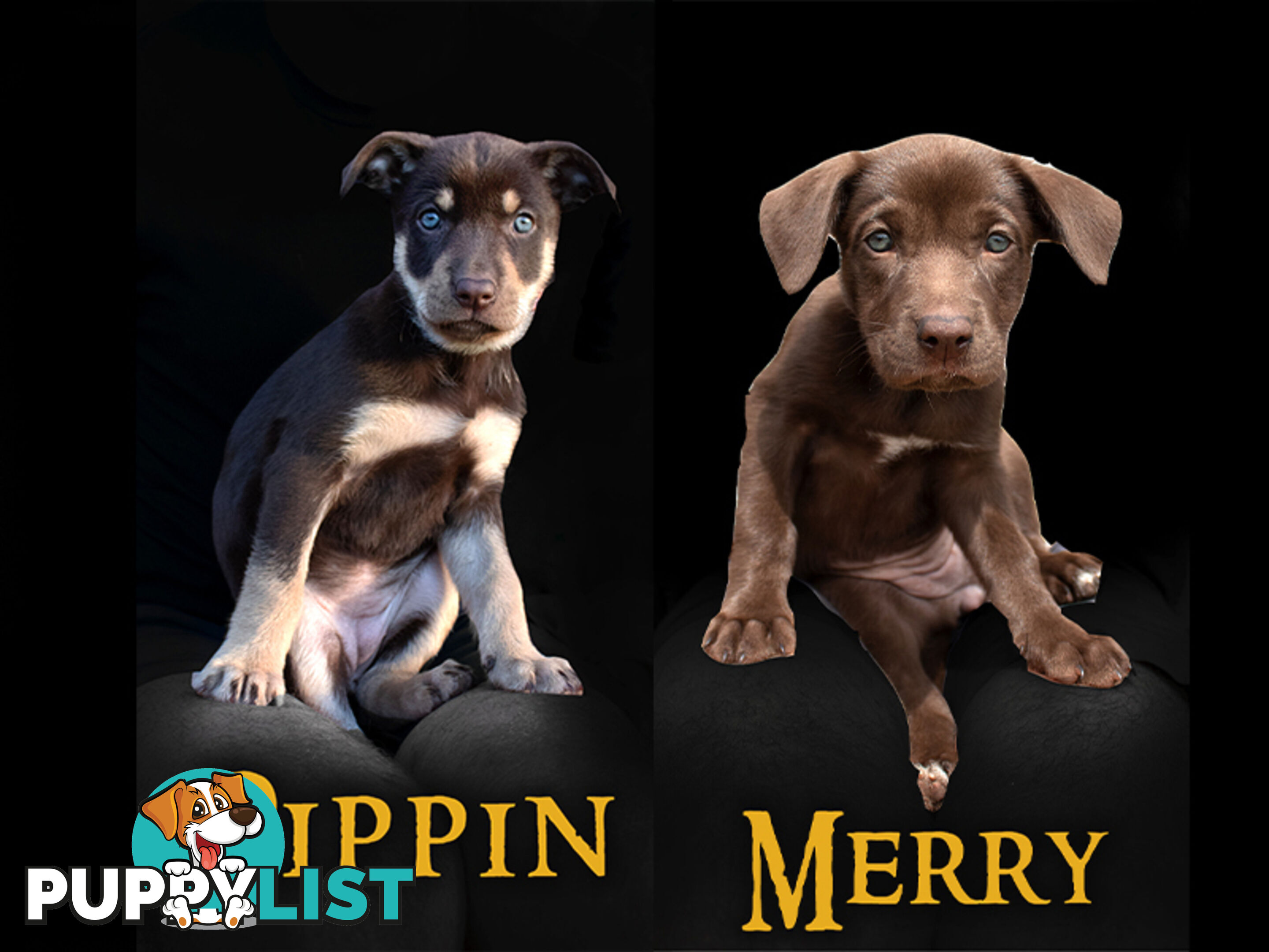 💙🐶 Blue Red Fawn Brown Kelpie Puppies 🐶💙