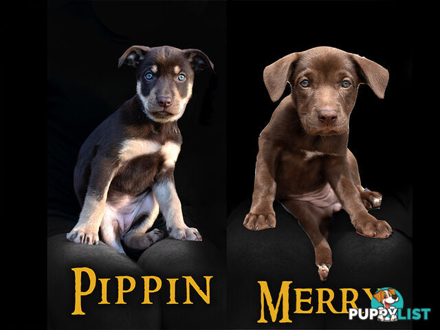 💙🐶 Blue Red Fawn Brown Kelpie Puppies 🐶💙