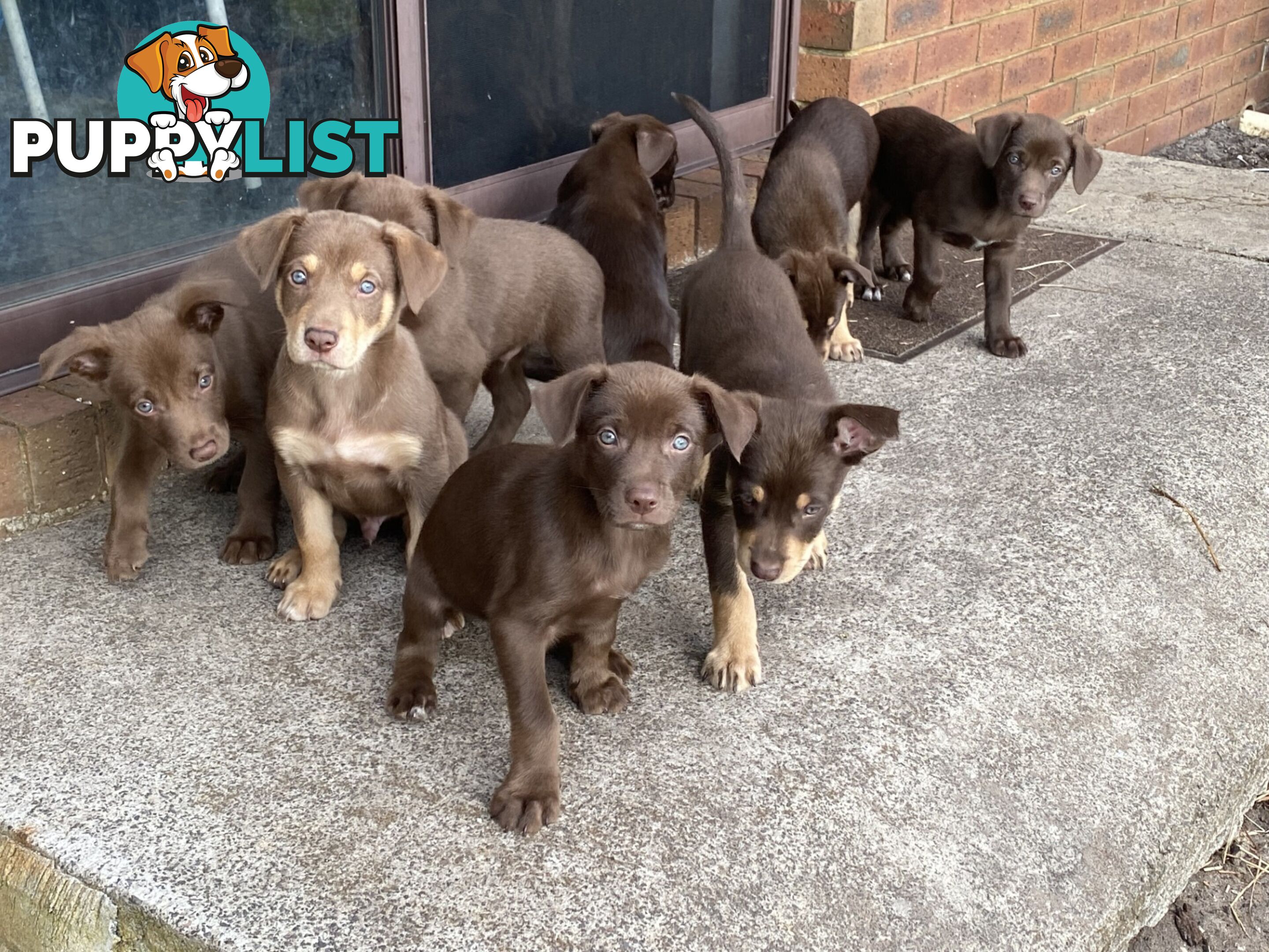 💙🐶 Blue Red Fawn Brown Kelpie Puppies 🐶💙