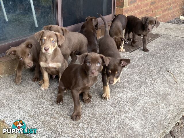 💙🐶 Blue Red Fawn Brown Kelpie Puppies 🐶💙