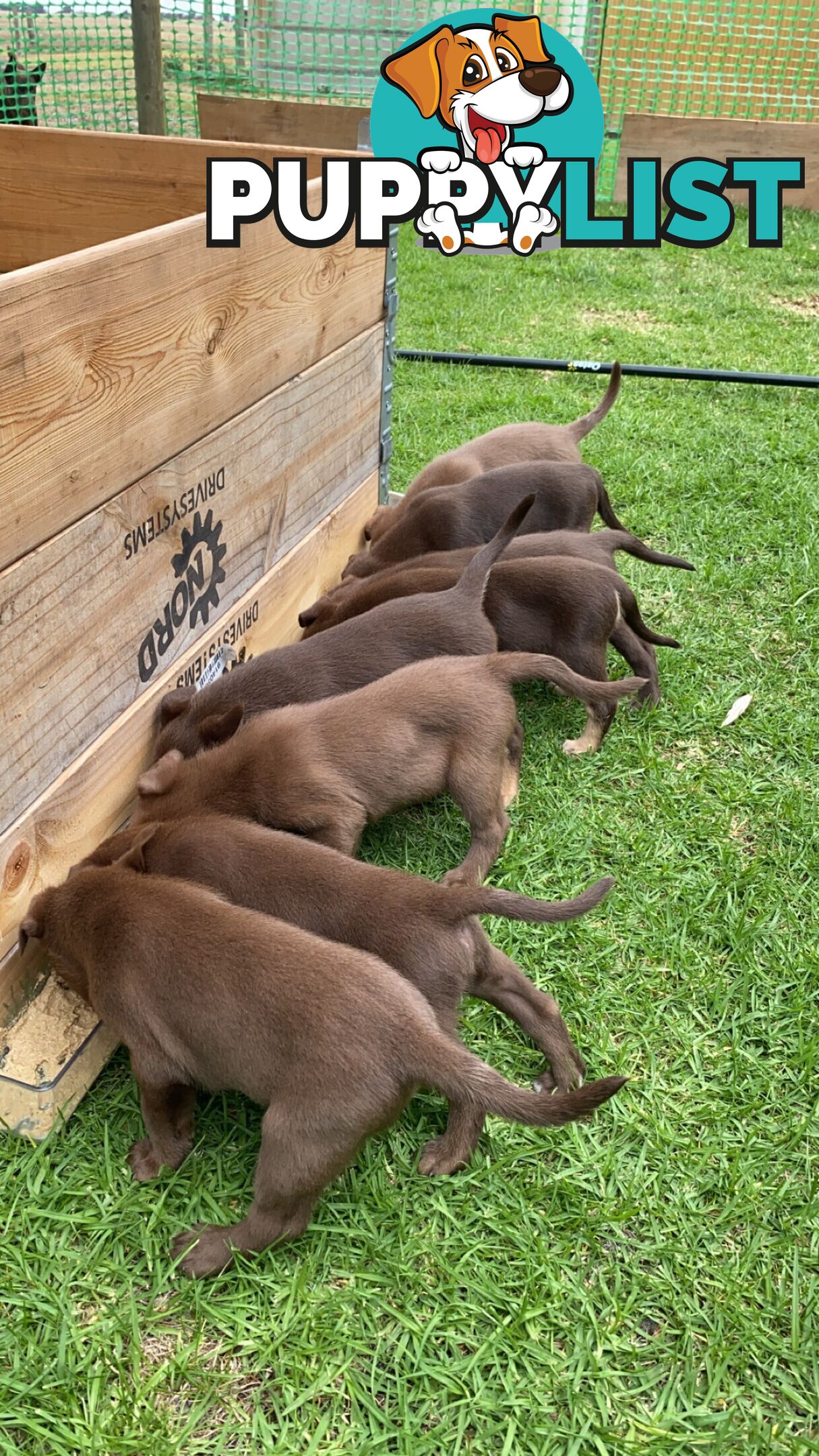 💙🐶 Blue Red Fawn Brown Kelpie Puppies 🐶💙