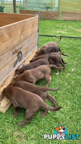 💙🐶 Blue Red Fawn Brown Kelpie Puppies 🐶💙