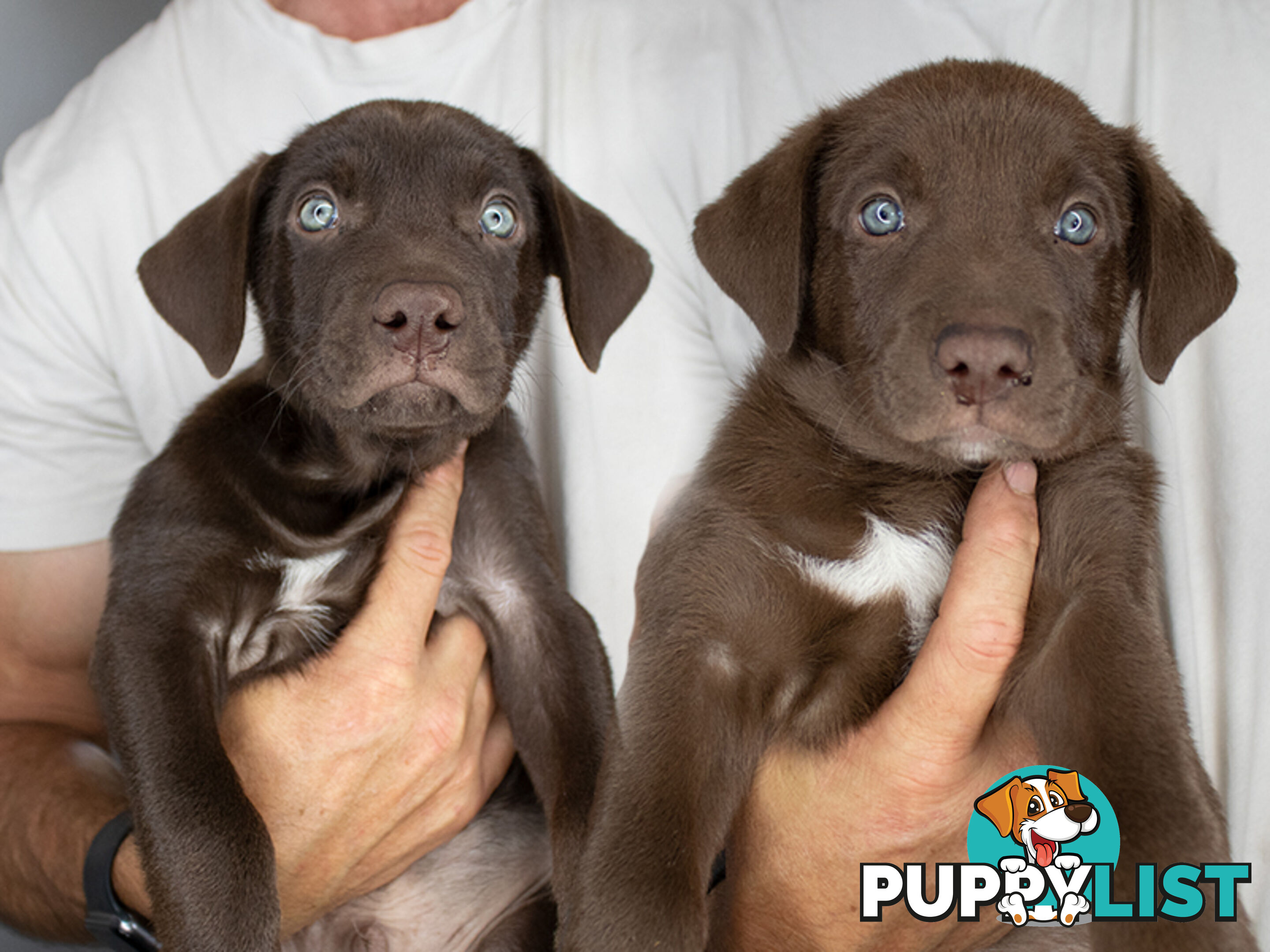 💙🐶 Blue Red Fawn Brown Kelpie Puppies 🐶💙