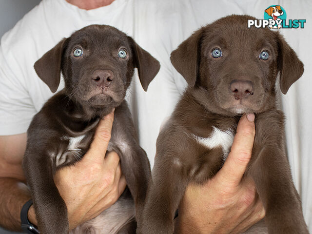 💙🐶 Blue Red Fawn Brown Kelpie Puppies 🐶💙