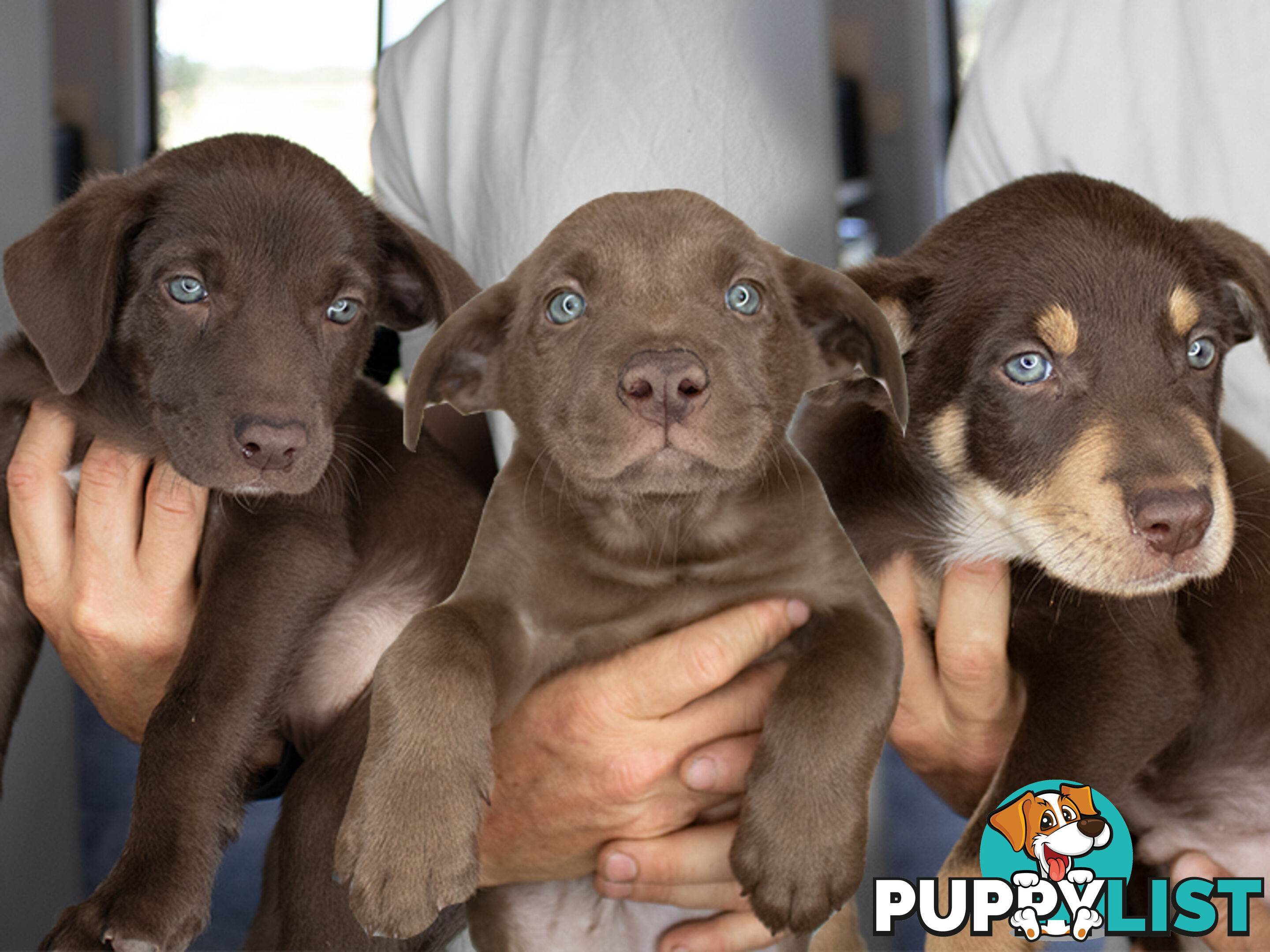 💙🐶 Blue Red Fawn Brown Kelpie Puppies 🐶💙