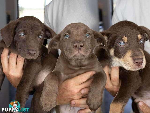 💙🐶 Blue Red Fawn Brown Kelpie Puppies 🐶💙