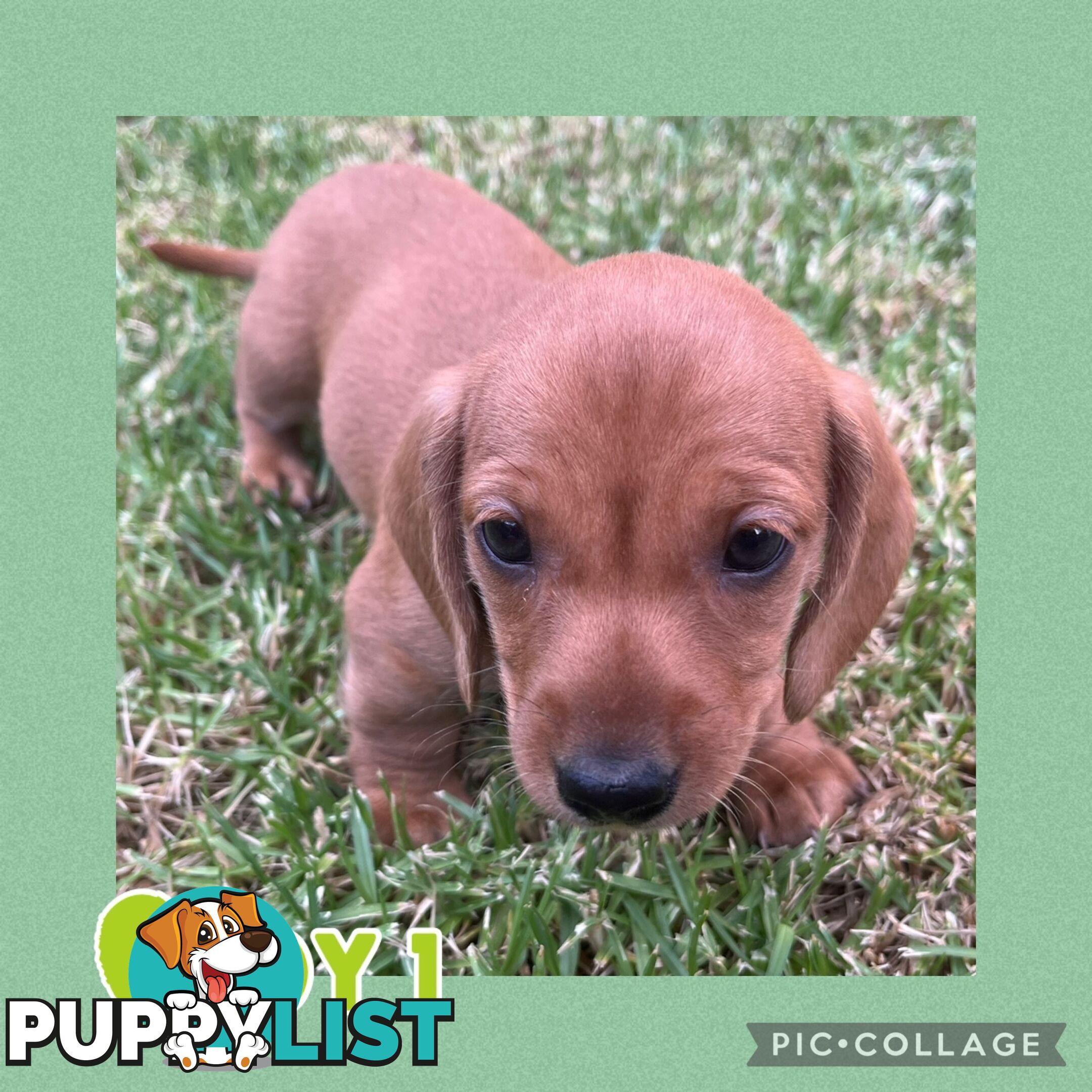 Purebred Red Mini Dachshund Puppies