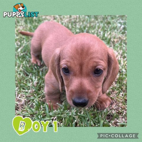 Purebred Red Mini Dachshund Puppies