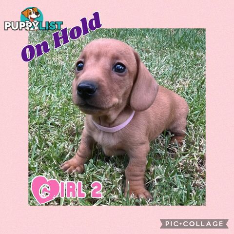 Purebred Red Mini Dachshund Puppies