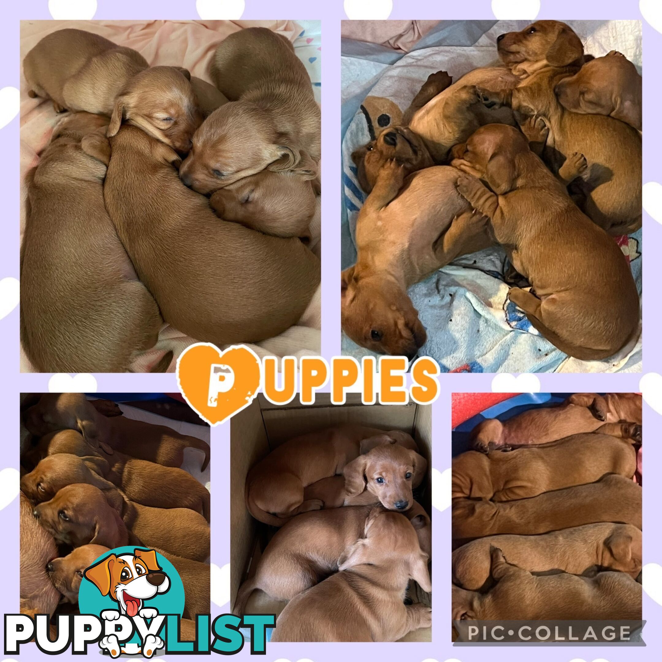 Purebred Red Mini Dachshund Puppies