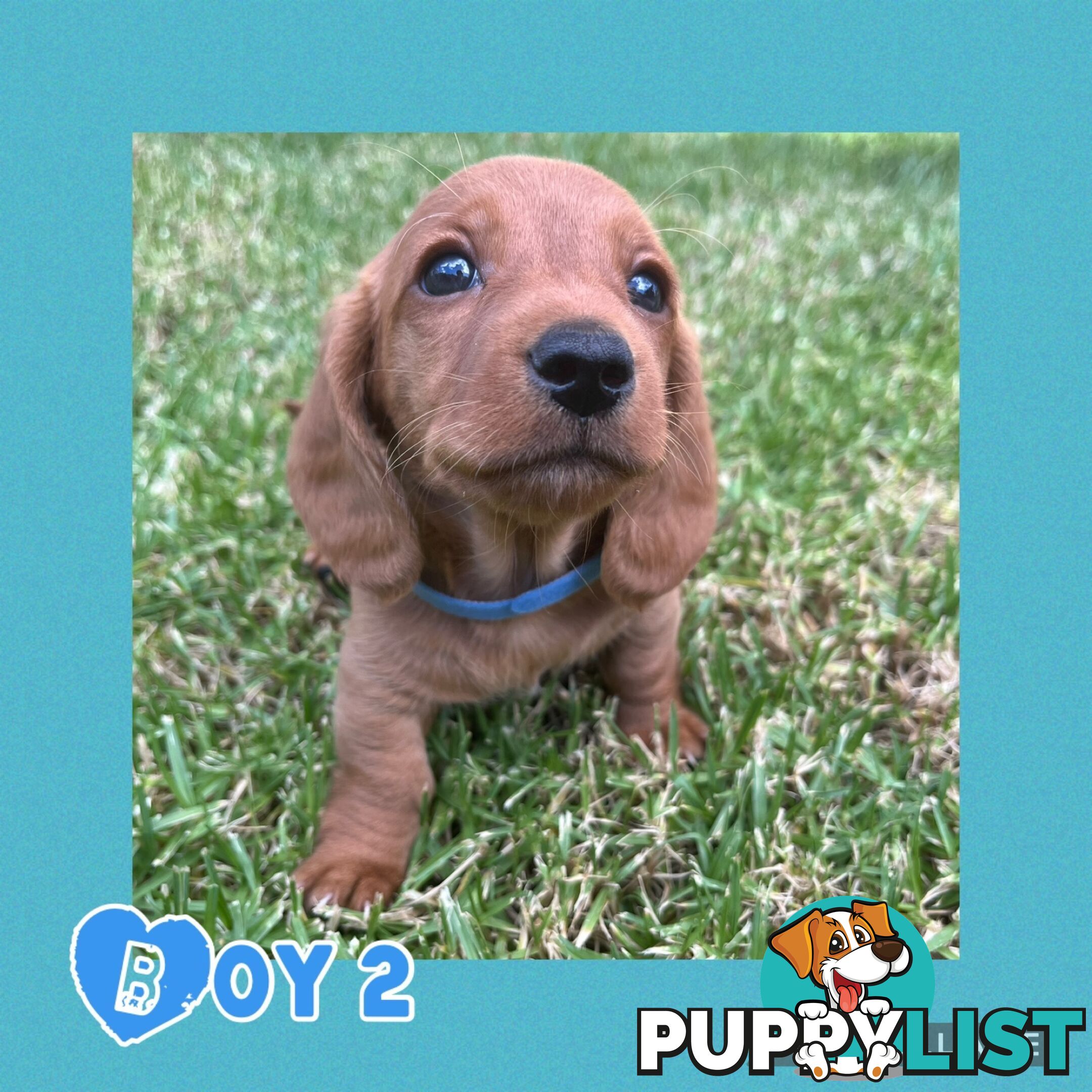 Purebred Red Mini Dachshund Puppies