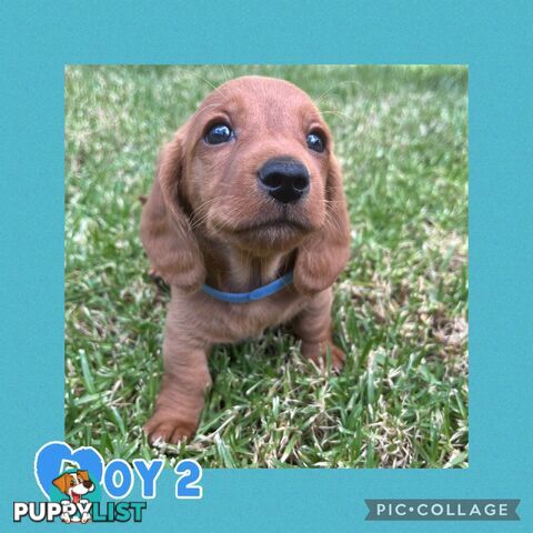 Purebred Red Mini Dachshund Puppies