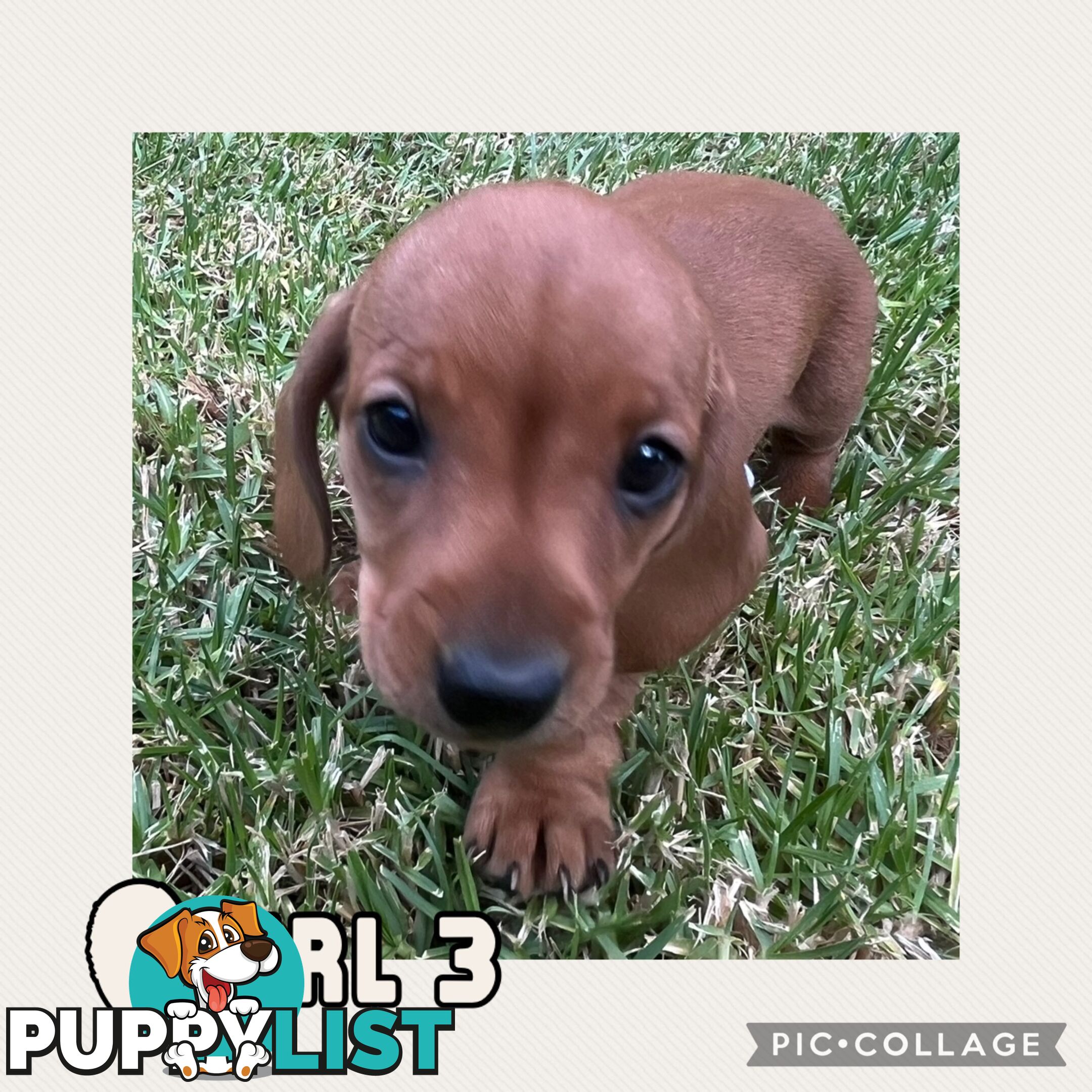 Purebred Red Mini Dachshund Puppies