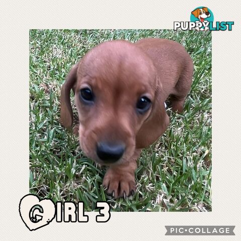 Purebred Red Mini Dachshund Puppies