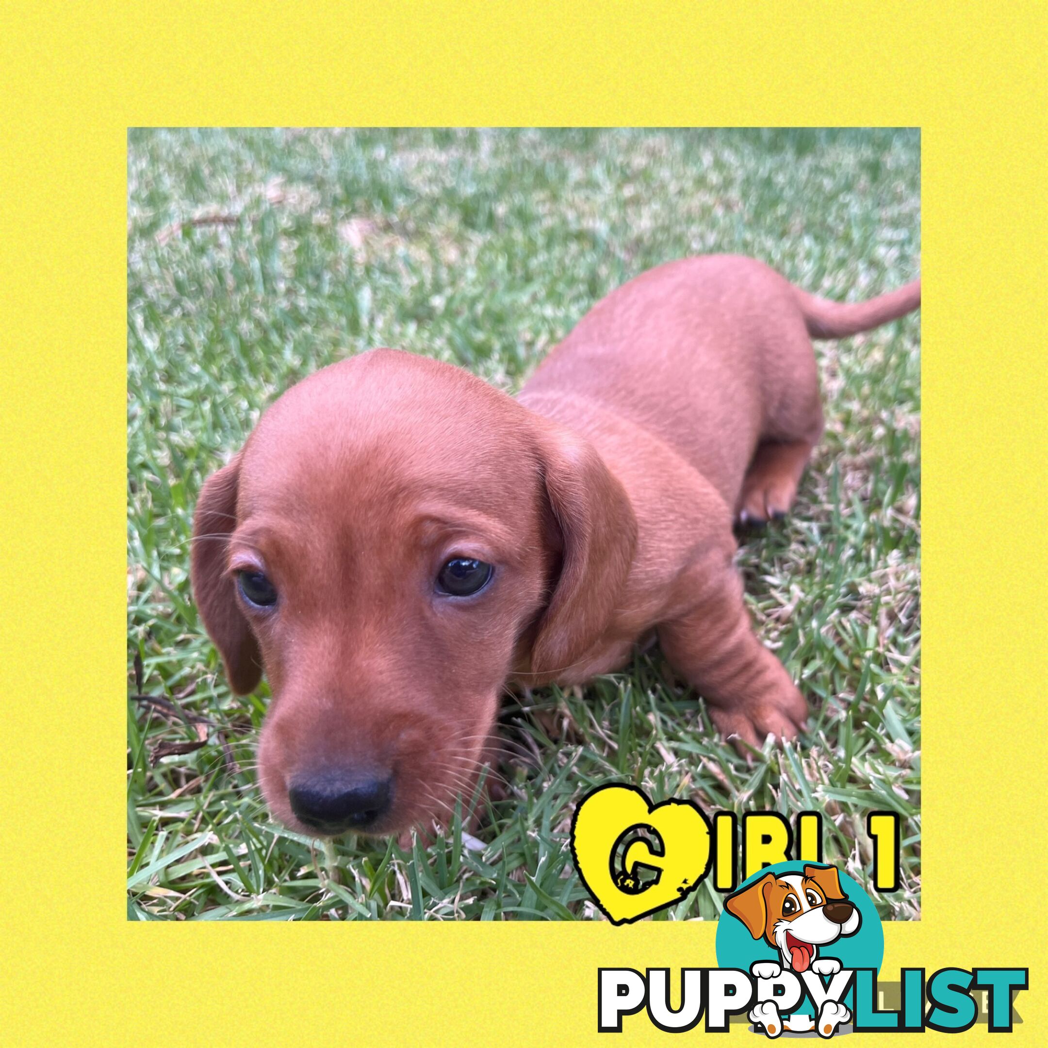 Purebred Red Mini Dachshund Puppies