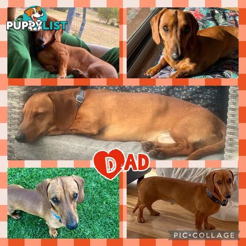 Purebred Red Mini Dachshund Puppies