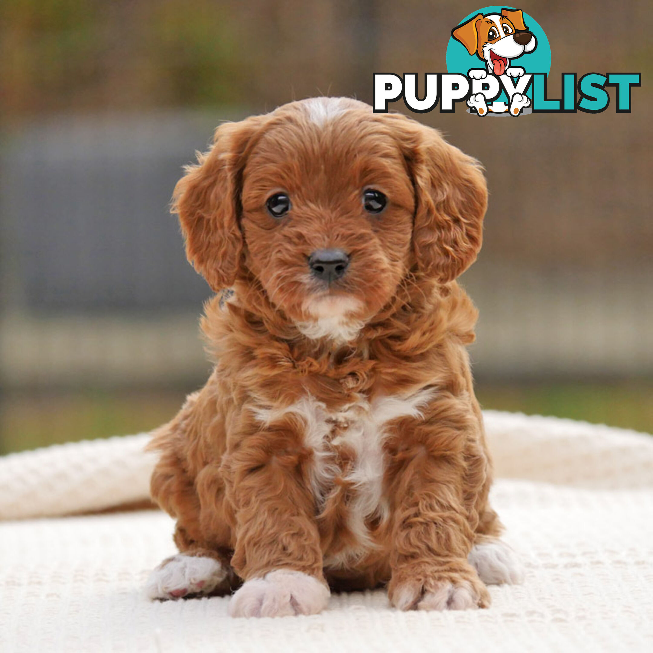 CAVOODLE PUPPIES | REGISTERED BREEDER | DNA CLEARED