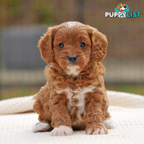 CAVOODLE PUPPIES | REGISTERED BREEDER | DNA CLEARED