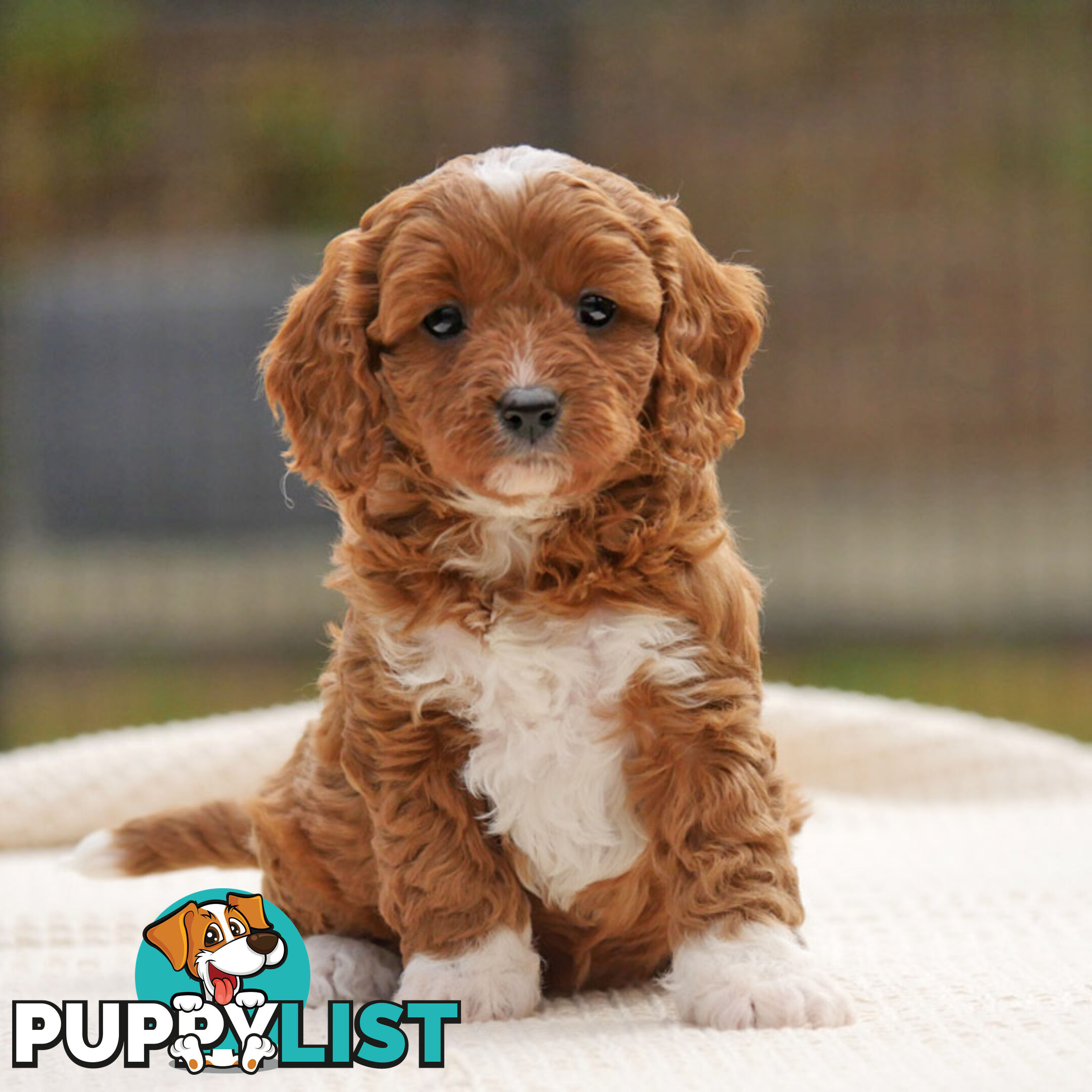 CAVOODLE PUPPIES | REGISTERED BREEDER | DNA CLEARED