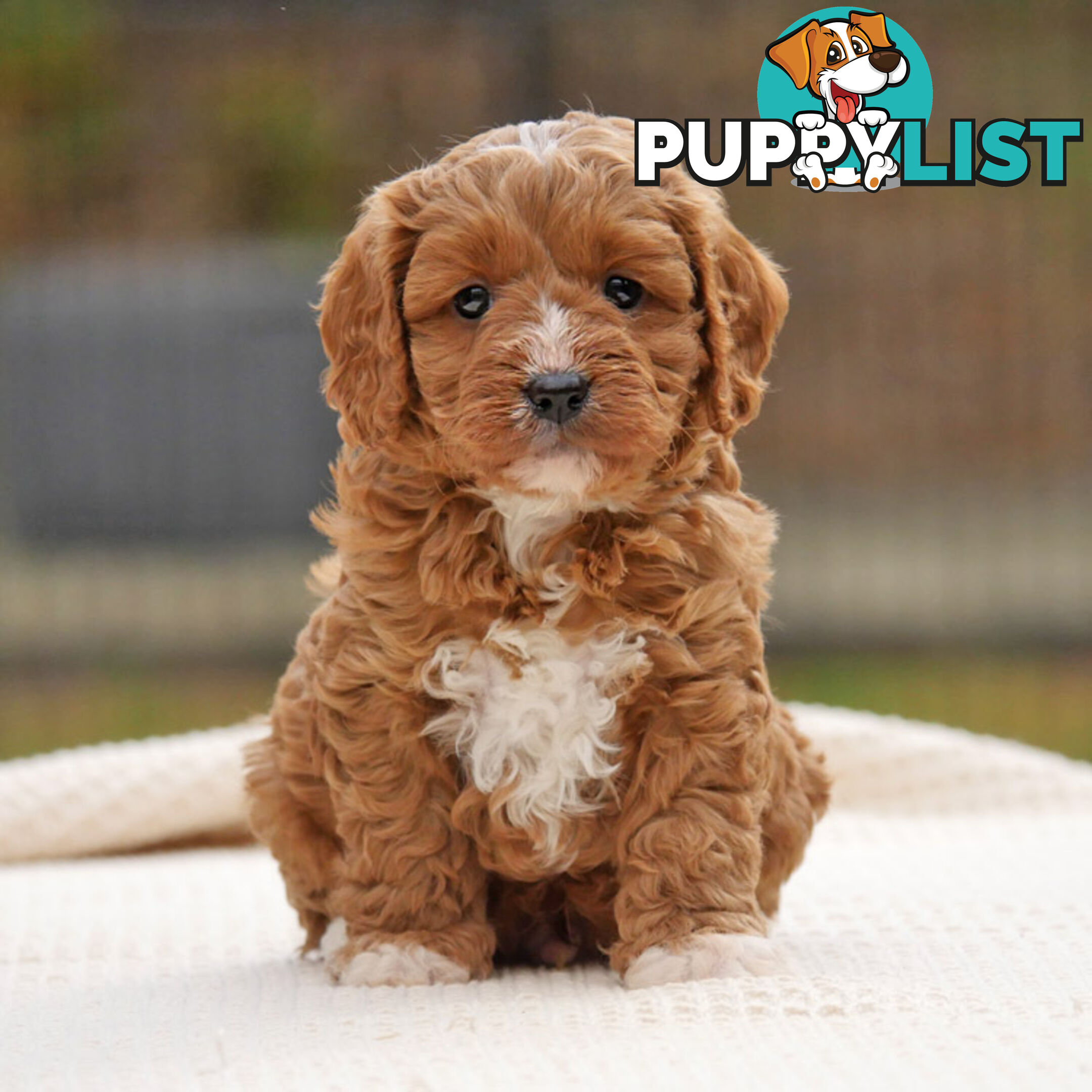 CAVOODLE PUPPIES | REGISTERED BREEDER | DNA CLEARED