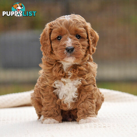 CAVOODLE PUPPIES | REGISTERED BREEDER | DNA CLEARED