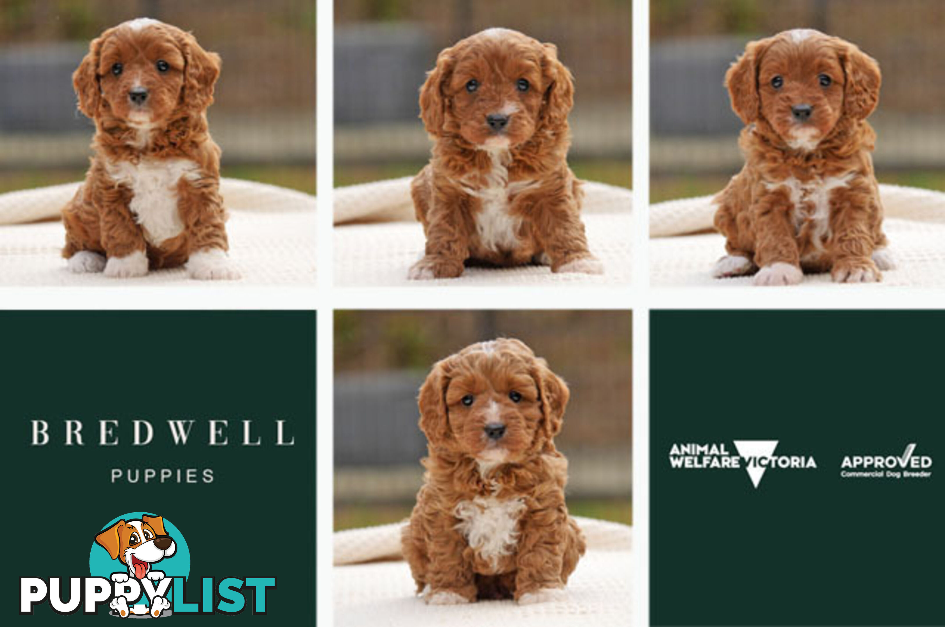 CAVOODLE PUPPIES | REGISTERED BREEDER | DNA CLEARED