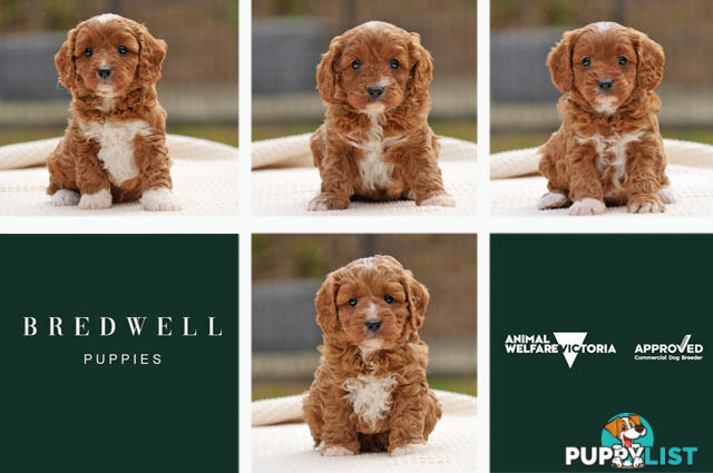 CAVOODLE PUPPIES | REGISTERED BREEDER | DNA CLEARED