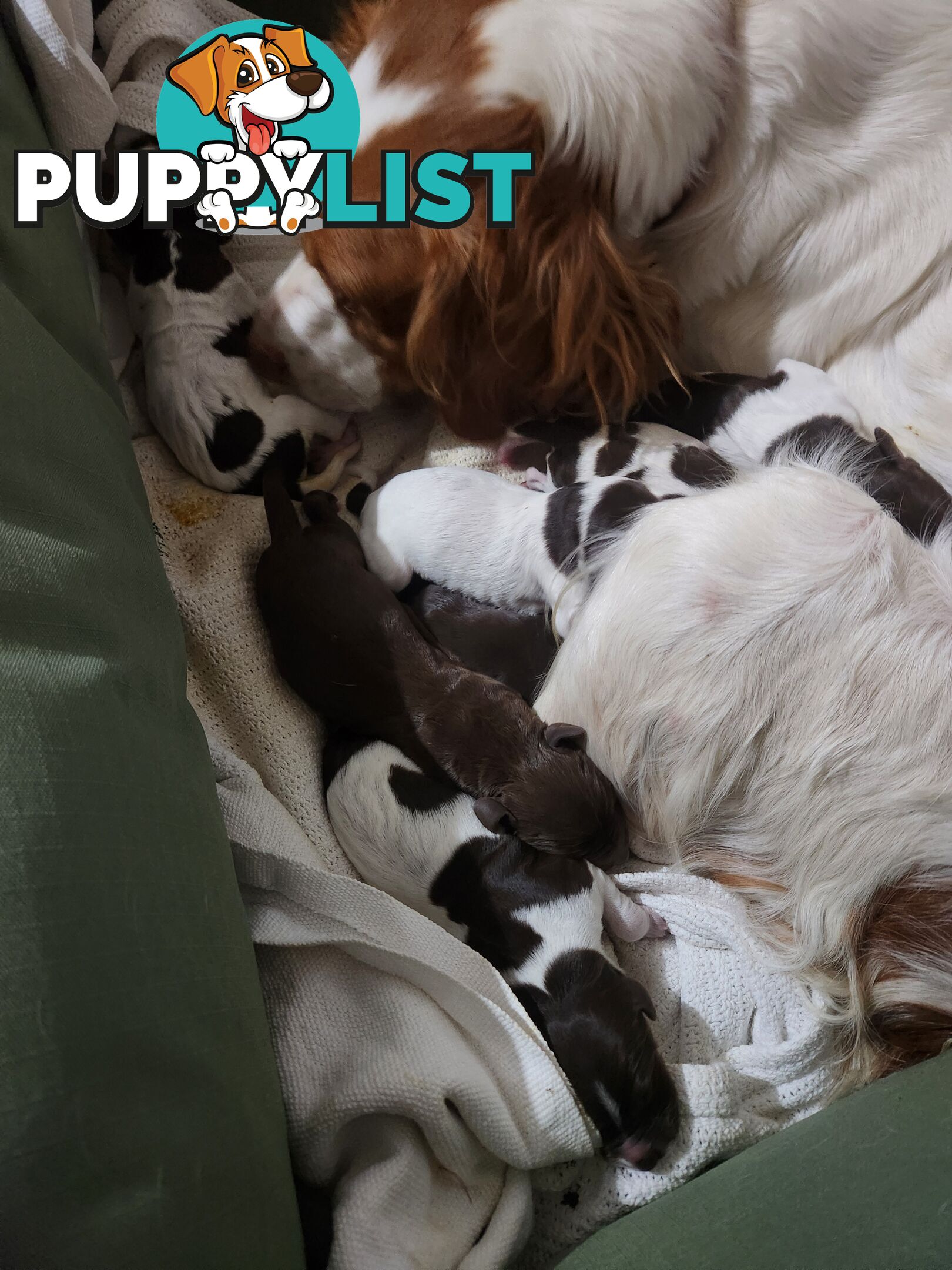 Brittany spaniel x gsp puppies