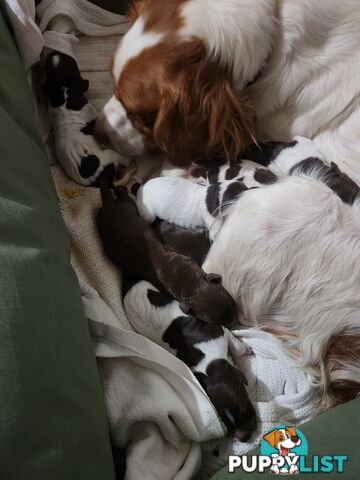 Brittany spaniel x gsp puppies