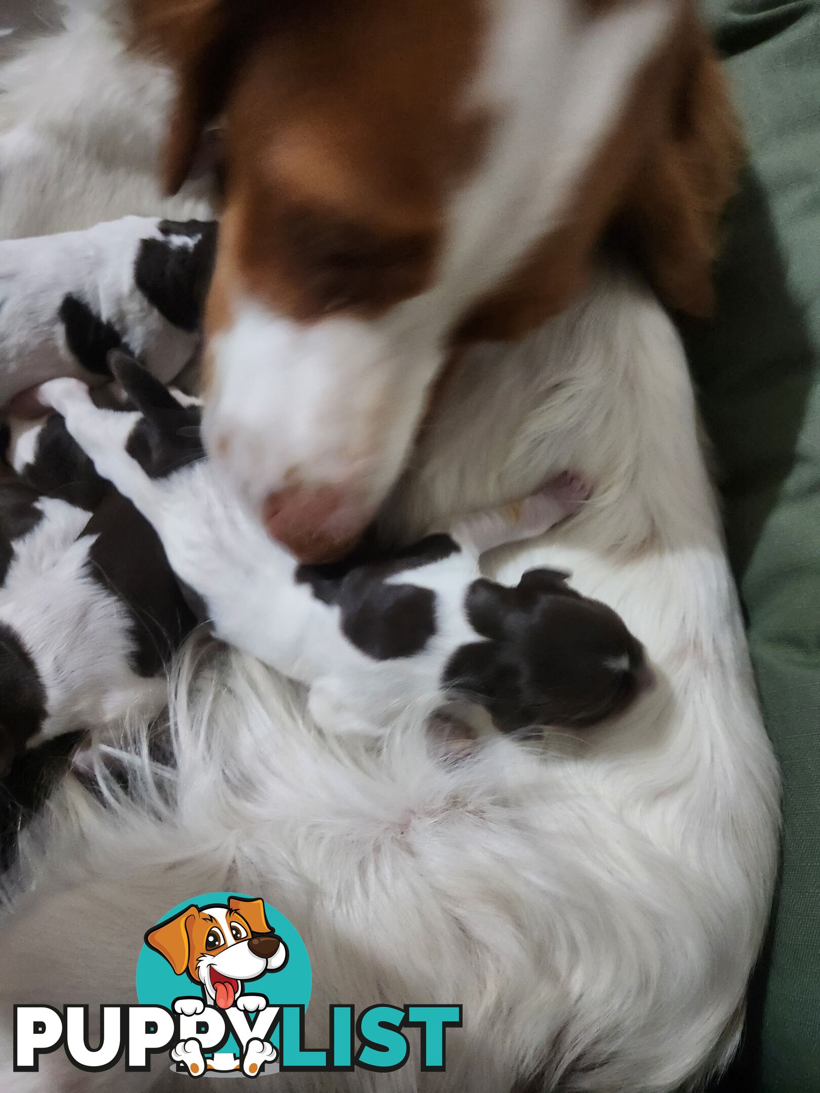 Brittany spaniel x gsp puppies