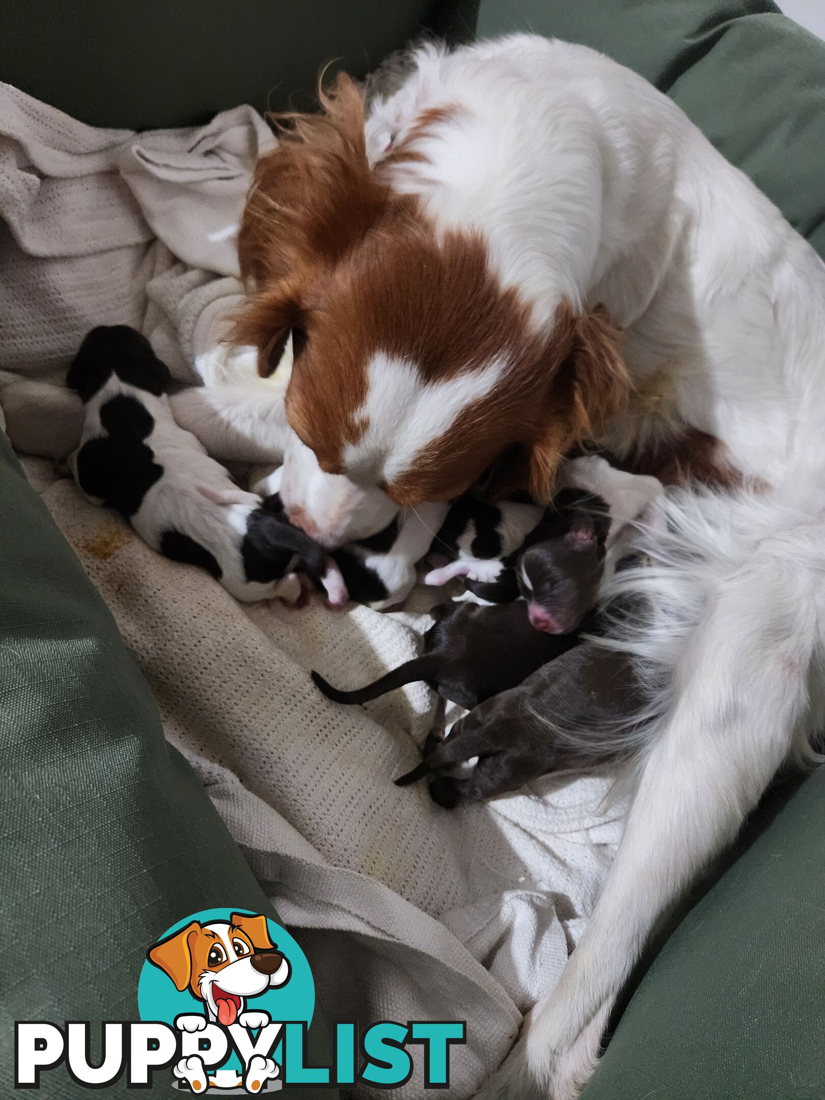 Brittany spaniel x gsp puppies