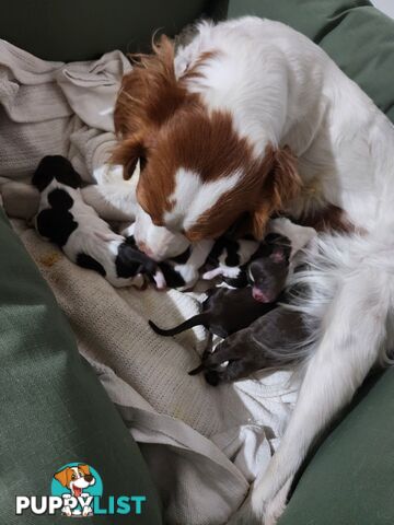 Brittany spaniel x gsp puppies