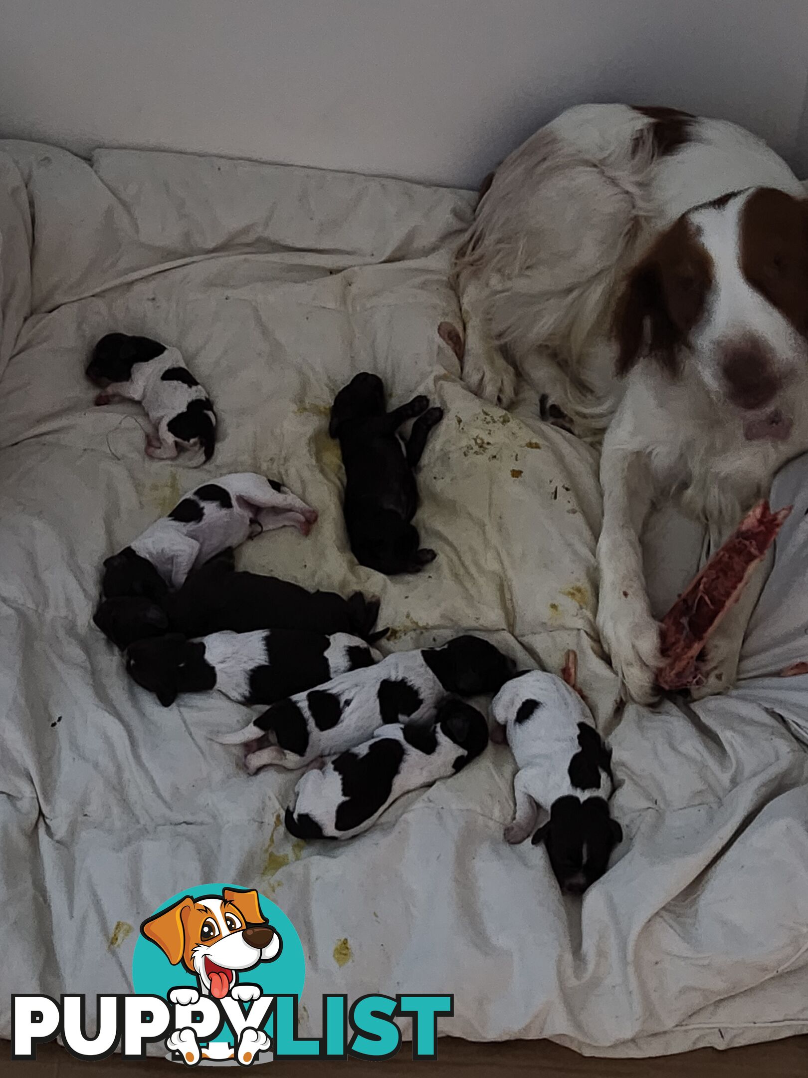 Brittany spaniel x gsp puppies