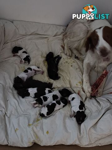 Brittany spaniel x gsp puppies