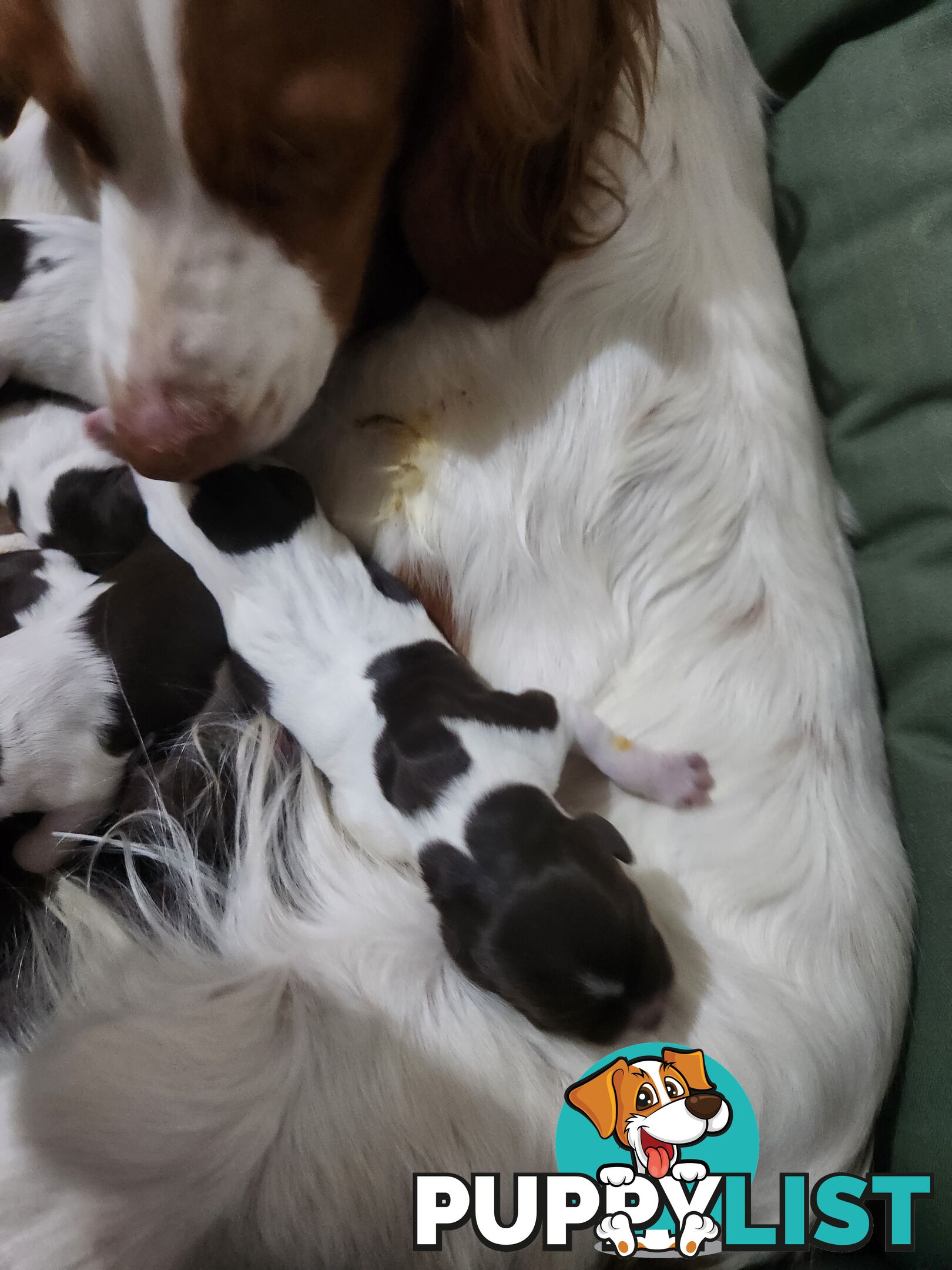 Brittany spaniel x gsp puppies