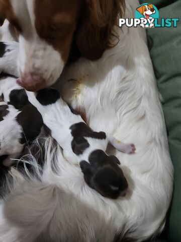 Brittany spaniel x gsp puppies