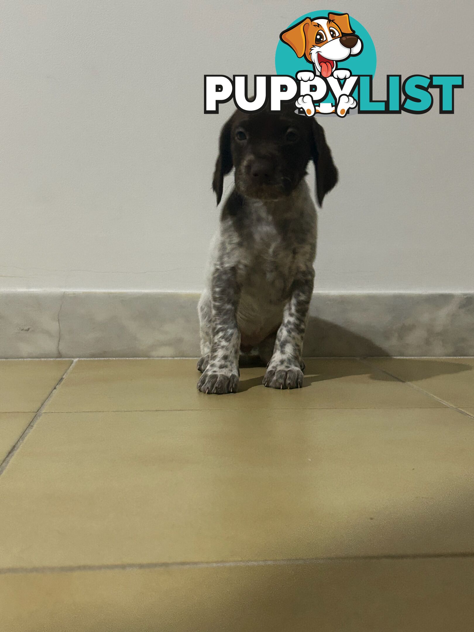 Brittany spaniel x gsp puppies