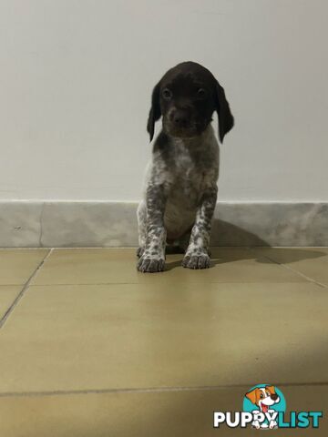 Brittany spaniel x gsp puppies