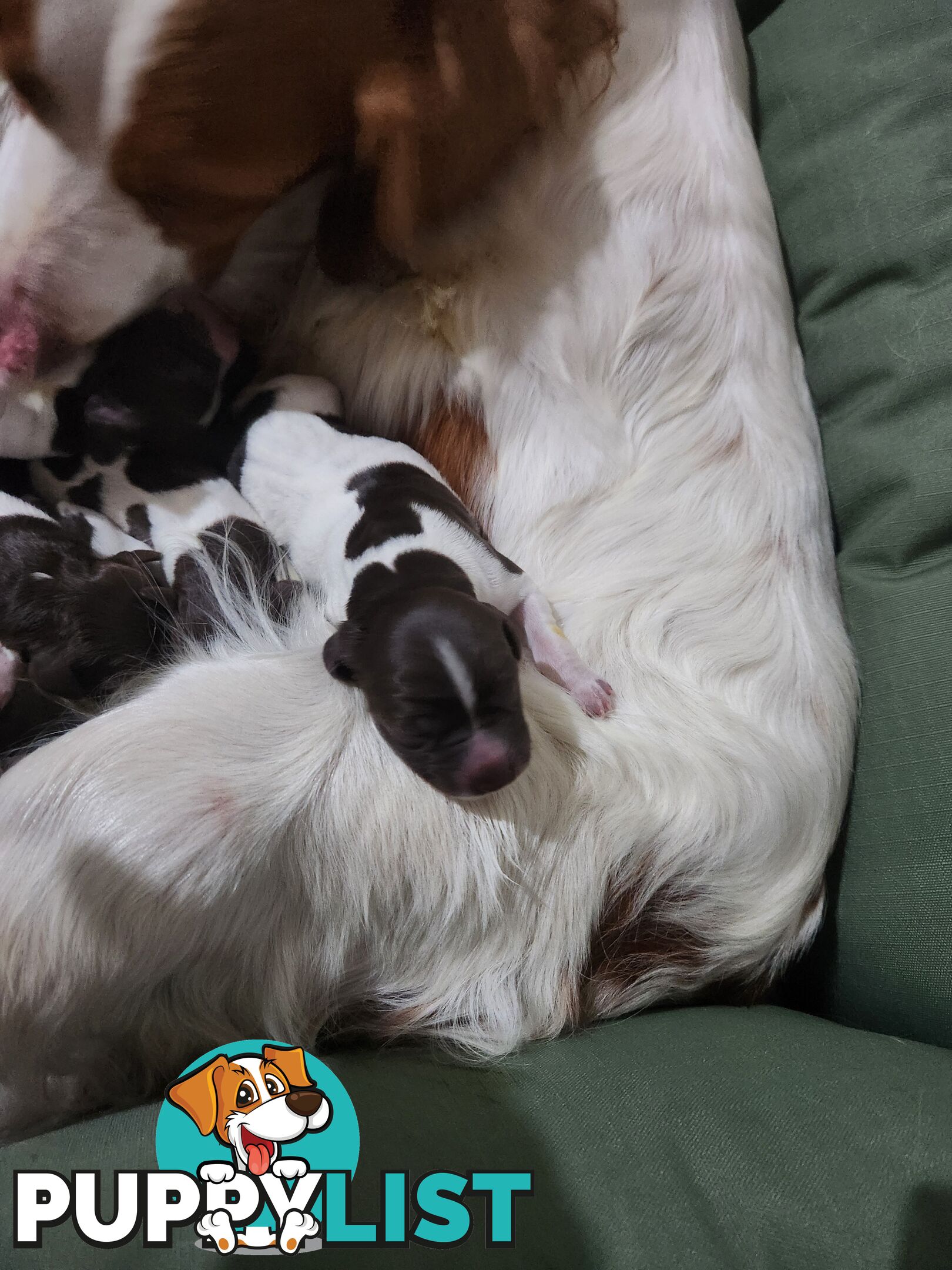 Brittany spaniel x gsp puppies