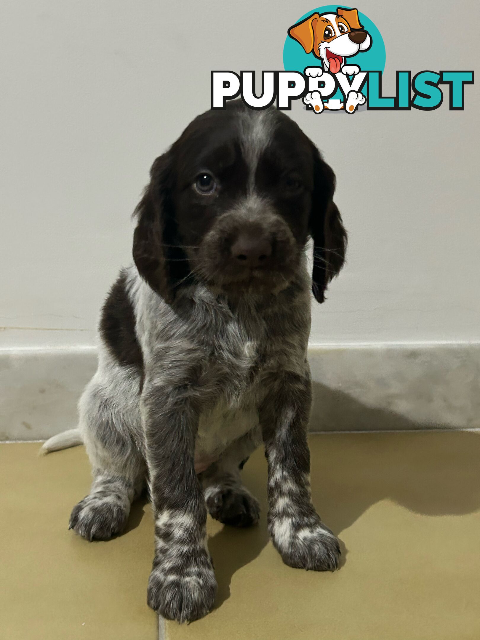 Brittany spaniel x gsp puppies