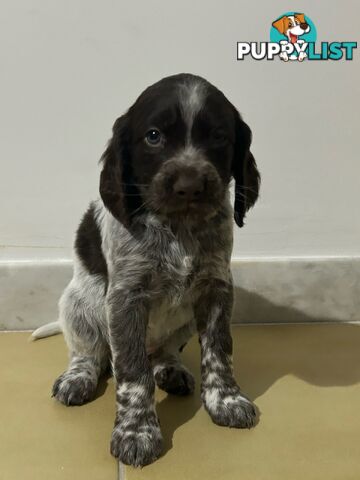 Brittany spaniel x gsp puppies